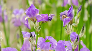 обоя цветы, ирисы, лиловые
