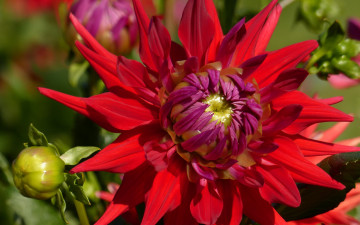 Картинка цветы георгины алый георгин макро