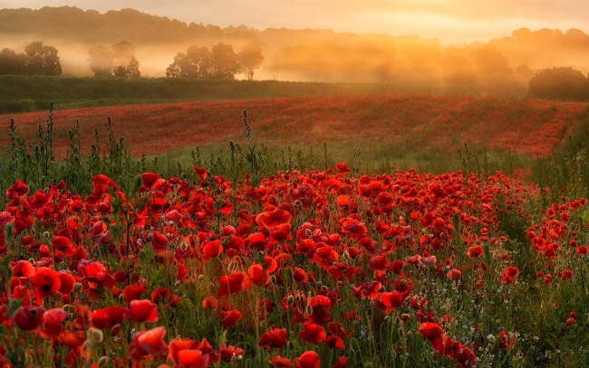 Обои картинки фото цветы, маки, туман, луг, алые