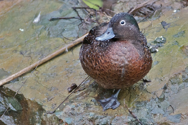Обои картинки фото животные, утки, утка