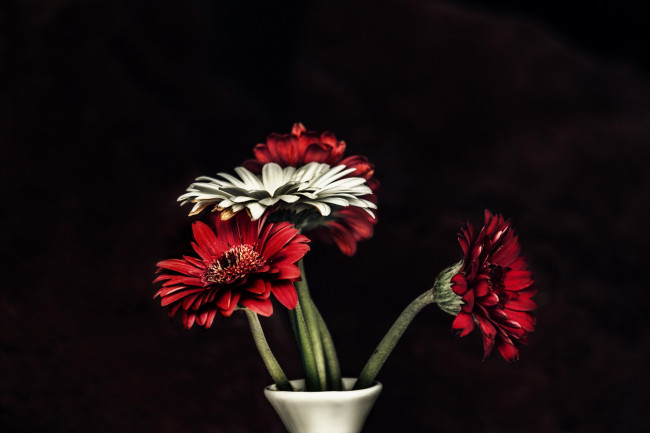 Обои картинки фото цветы, герберы, красные, букет