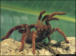 Картинка животные пауки