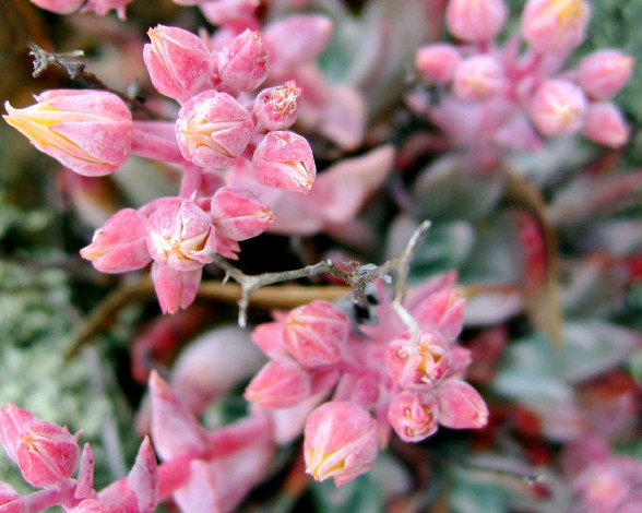 Обои картинки фото цветы