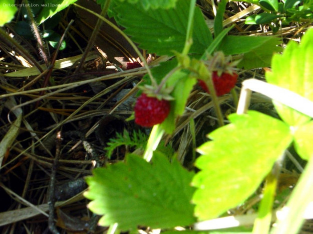 Обои картинки фото 