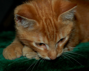 Картинка животные коты