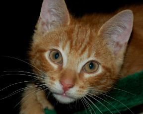 Картинка животные коты