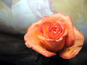 Картинка цветы розы