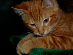 Картинка животные коты