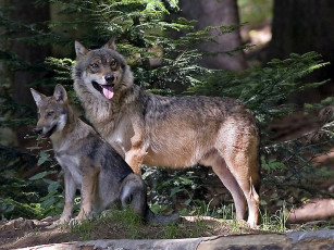 Картинка животные волки