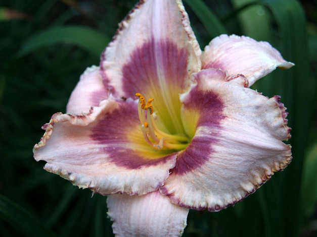 Обои картинки фото цветы, лилии, лилейники