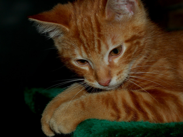 Обои картинки фото животные, коты