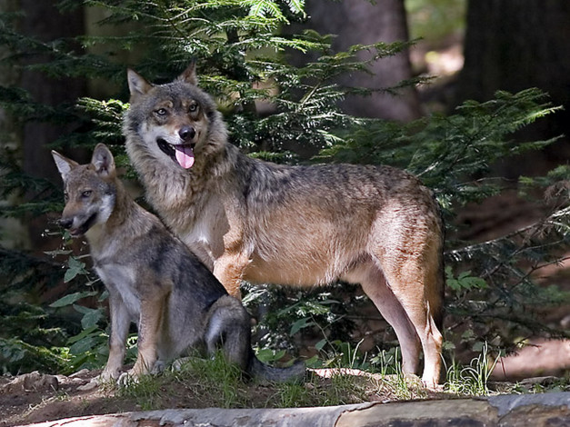 Обои картинки фото животные, волки