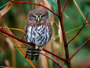 Картинка сыченок животные совы