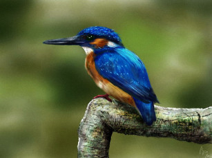 Картинка зимородок рисованные животные птицы