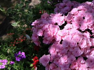 Картинка цветы гортензия