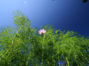 Картинка цветы космея