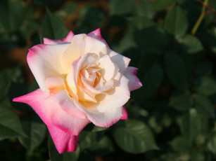 Картинка цветы розы