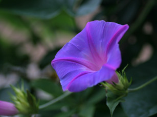 Картинка цветы вьюнки ипомеи