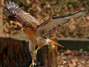 Картинка животные птицы хищники