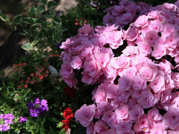 Обои картинки фото цветы, гортензия