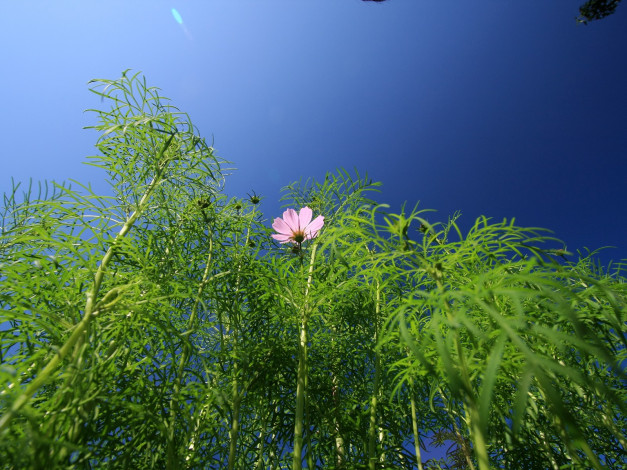 Обои картинки фото цветы, космея