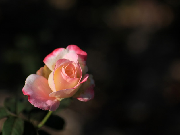 Обои картинки фото цветы, розы