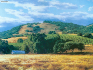 обоя june, carey, рисованные