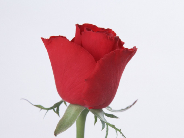 Обои картинки фото цветы, розы