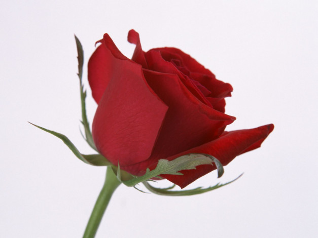 Обои картинки фото цветы, розы