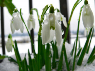 Картинка цветы подснежники белоцветник