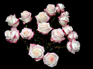 Картинка цветы розы