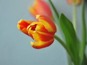 Картинка цветы тюльпаны