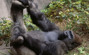 Картинка животные обезьяны