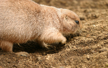 обоя животные, суслики, сурки