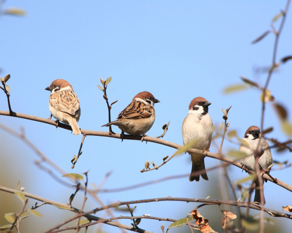 Обои картинки фото животные, воробьи