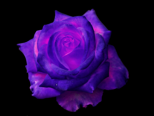 Обои картинки фото цветы, розы