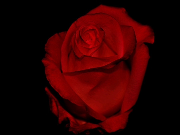 Обои картинки фото цветы, розы