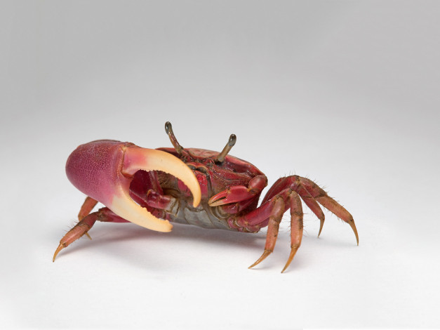 Обои картинки фото животные, крабы, раки