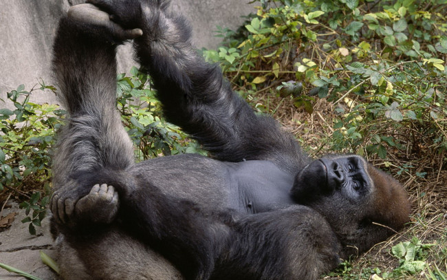 Обои картинки фото животные, обезьяны