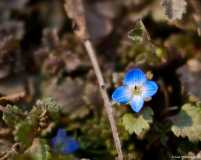 Картинка цветы немофилы вероники обои макро василек весна