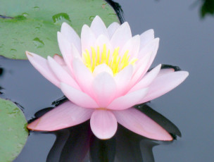 Картинка цветы лилии водяные нимфеи кувшинки лотос