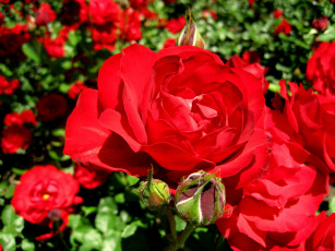 Картинка цветы розы яркий алый