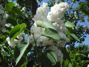 Картинка цветы сирень махровые лепестки белый май весна