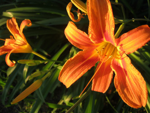 Картинка лилии цветы лилейники мои