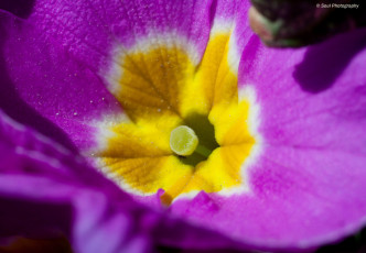 Картинка цветы примулы обои макро примула