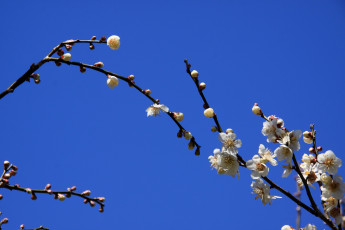 Картинка цветы цветущие деревья кустарники ветка