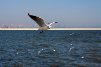 Картинка животные Чайки бакланы крачки обои птицы