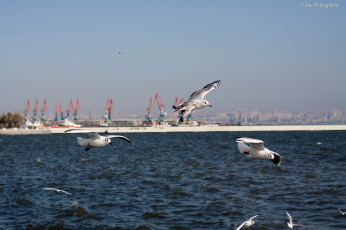 Картинка животные Чайки бакланы крачки птицы обои