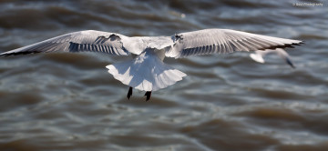 Картинка животные Чайки бакланы крачки птицы обои