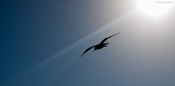 обоя животные, Чайки, бакланы, крачки, обои, птицы